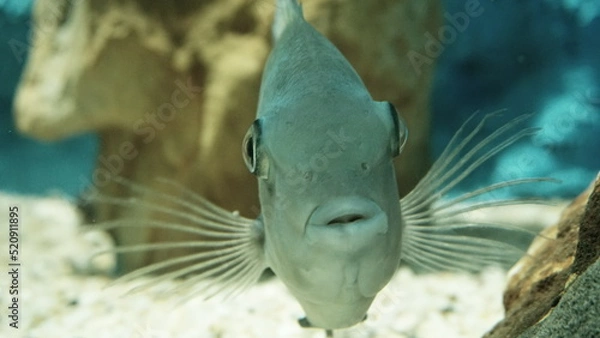 Obraz fish in aquarium