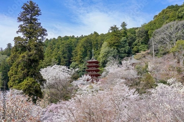 Fototapeta 満開の桜に囲まれた五重塔の情景＠奈良