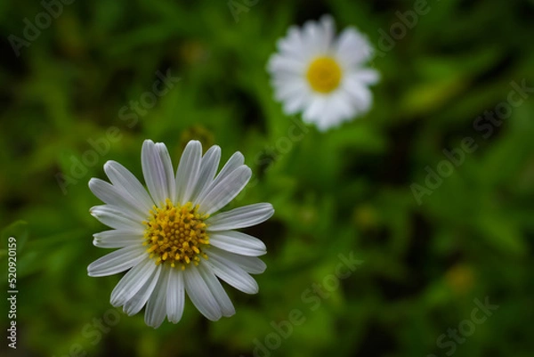 Obraz daisy in the garden