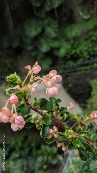 Obraz ピンクの花