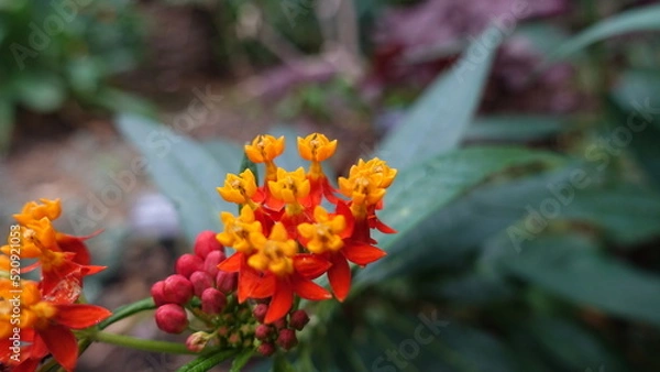 Obraz オレンジの花