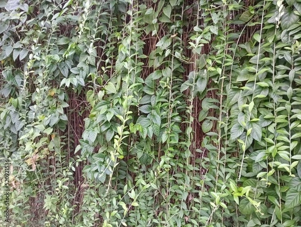 Obraz ivy on wall - abstrack background 