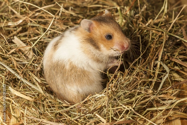 Obraz Hamster in a hay, portrait of popular pet