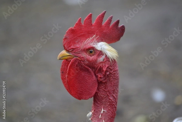 Obraz петя петушок