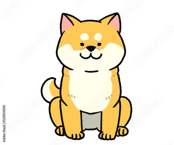 Fototapeta おすわりしている茶色い柴犬