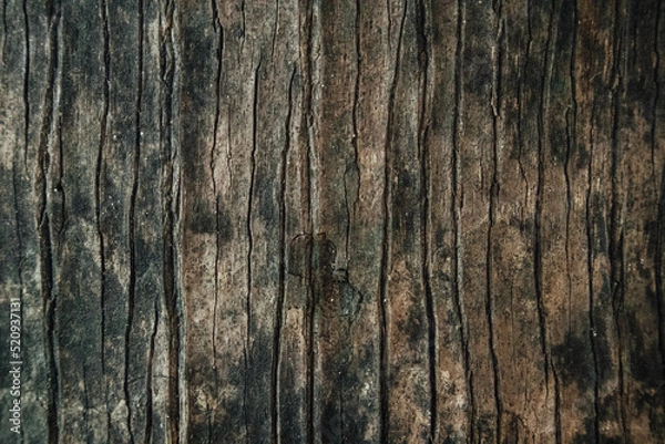 Fototapeta Bark  Background, Old Tree, Old Bark of Tree.