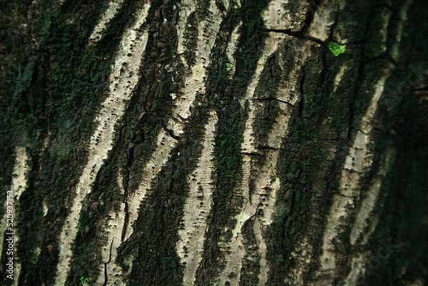 Fototapeta Closeup texture of tree bark, Pattern of natural tree bark background.