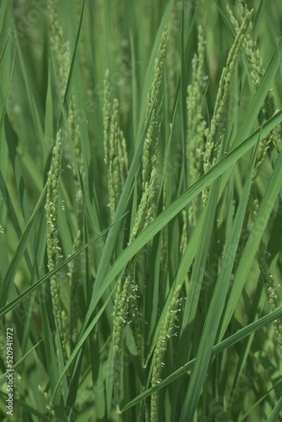 Fototapeta イネの花
