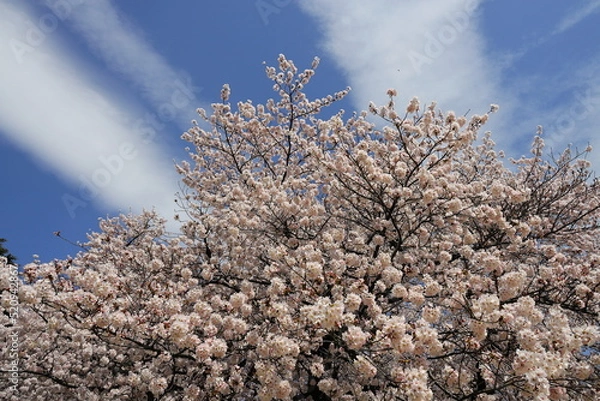 Fototapeta 満開の桜　雲と青空