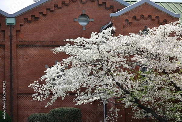 Fototapeta 古いレンガの建物の前に咲く桜