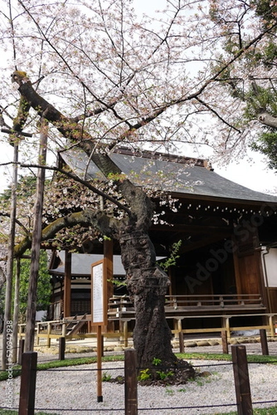 Fototapeta 東京の桜の標本木