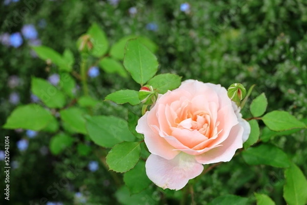 Obraz ピンクの薔薇