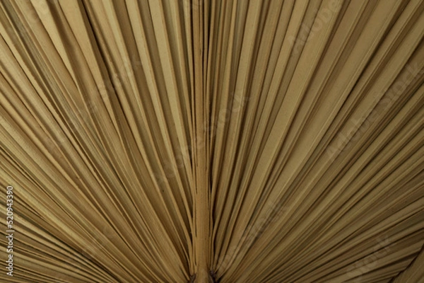 Obraz Detail of the palm leaf in color