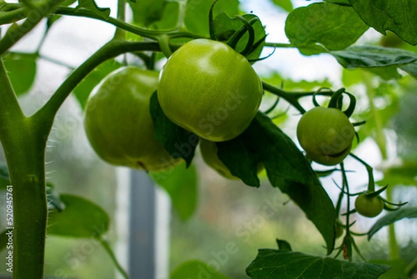 Fototapeta Green and unripe tomatoes growing in an organic greenhouse farm on a local farming field in Poland. Cultivation fresh vegetables in small farming business in Eastern Europe 