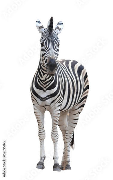 Fototapeta Zebra izolowana