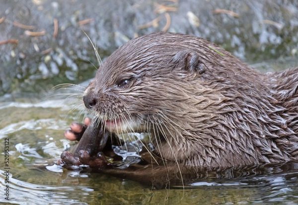 Fototapeta Otter eating fish in the water