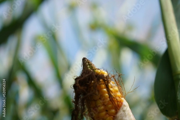 Fototapeta climate change lead to dryness and drought at high temperatures 