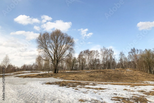 Fototapeta Large tree on hill with melting snow and dry grass on thawed areas , nature landscape in early spring