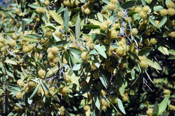 Obraz Eucalyptus