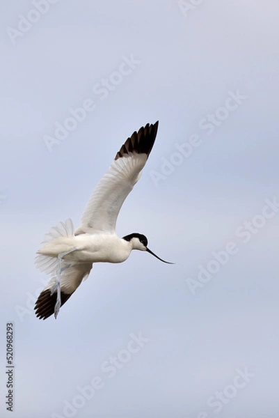 Obraz Avocette