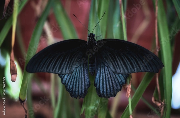 Obraz Black-blue tropical butterfly on a background of leaves close-up