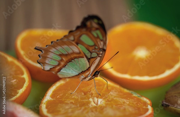 Obraz Tropical butterfly sitting on orange slices