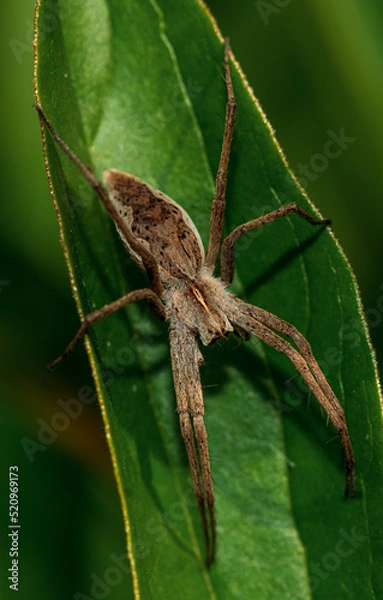 Obraz Spider Pisaura mirabilis close-up on a background of leaves