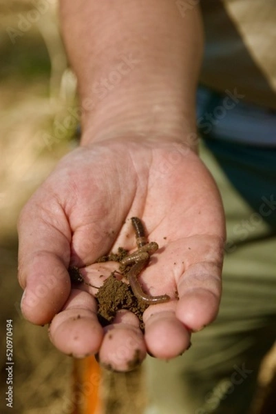 Obraz earthworms in hand