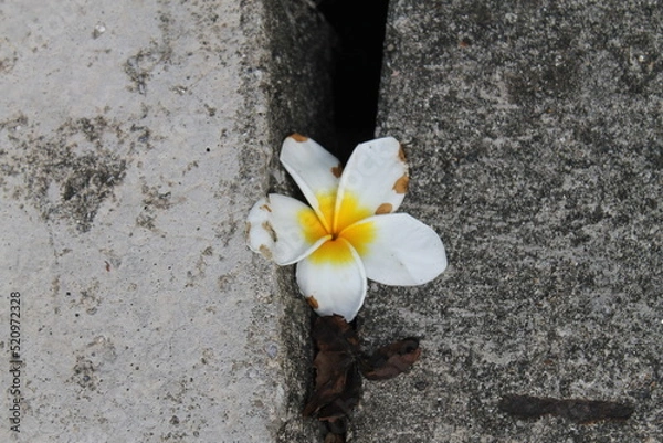 Fototapeta  flower on stone