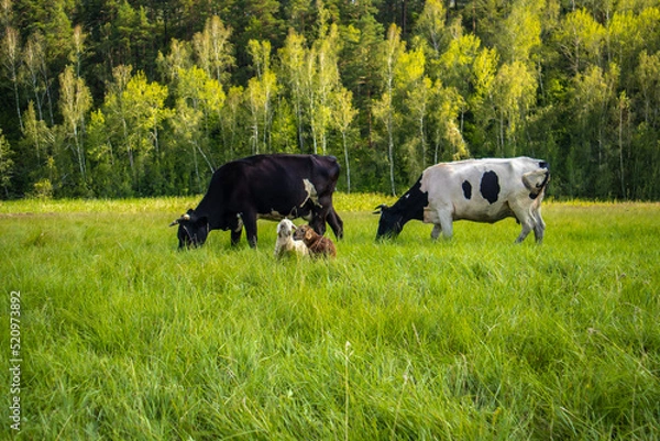 Obraz Pets, cows, sheep in a meadow in summer against a background of trees.