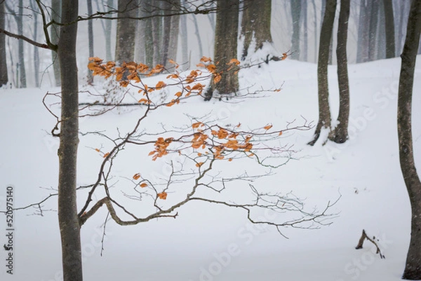 Fototapeta Drzewo las