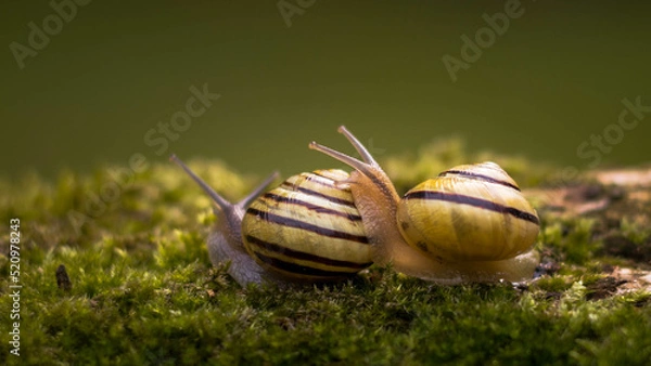 Fototapeta Ślimaki