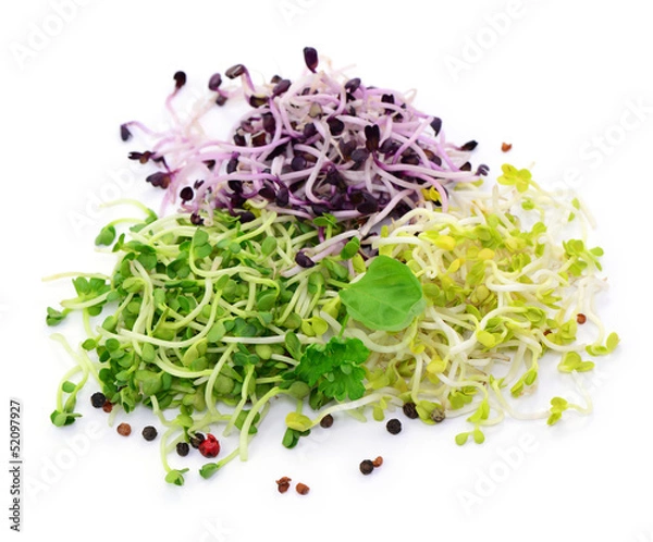 Obraz Kiełki bazylii