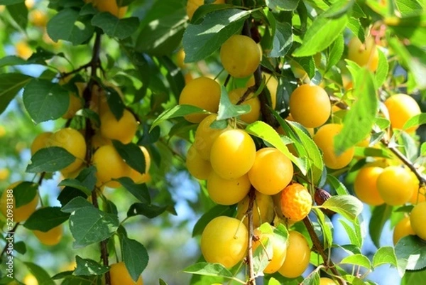 Fototapeta Mirabelle plum  is a cultivar group of plum trees of the genus Prunus. It is believed that the plum was cultivated from a wild fruit grown in Anatolia.