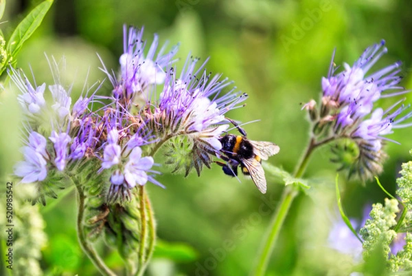 Obraz Bumblebee Feeding on Phacelia tanacetifolia. Shallow dof, focus on the insect. 