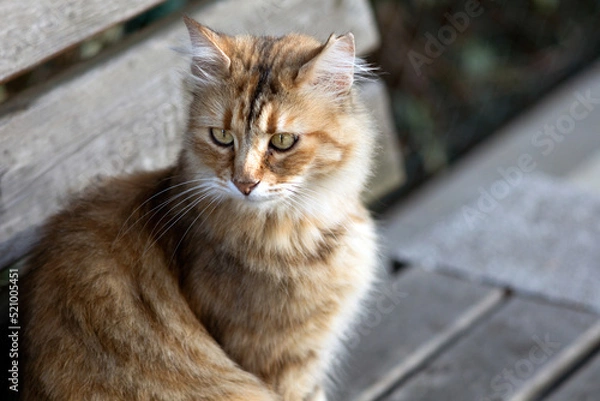 Fototapeta Beautiful fluffy tabby stray cat looking away in above the subject head and shoulders portrait in outdoors.