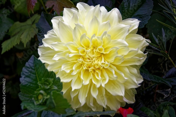 Obraz Dahlia floodlight