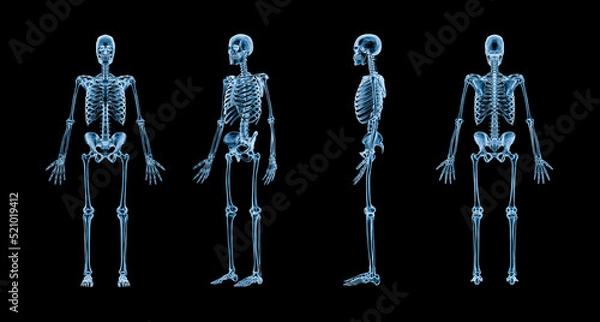 Fototapeta Accurate xray image of human skeletal system with adult male skeleton isolated on black background 3D rendering illustration. Anatomy, medical, healthcare, science, osteology concept.