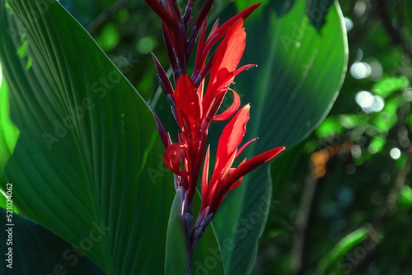 Fototapeta The red flower of Canna (Latin Cana). A red flower with large green leaves is a canna. The flowering of a red canna flower in the garden on a sunny day. Selective focus.