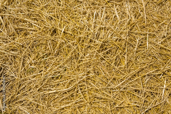 Obraz Loose straw seamless background