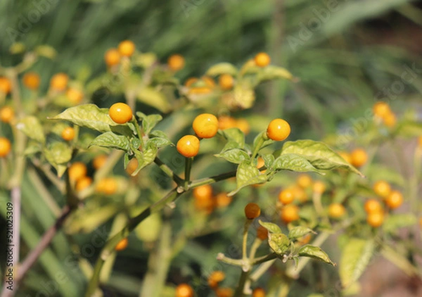 Obraz Aji Charapa, Charapita, Wild Peruvian Chili Pepper, or Lost Incan Originating from the northern region of the Peruvian jungle. Rare species.
