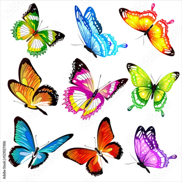 Obraz collection of butterflies