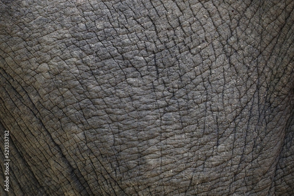 Fototapeta Close up The elephant Skin is big wildlift animal for texture and pattern skin