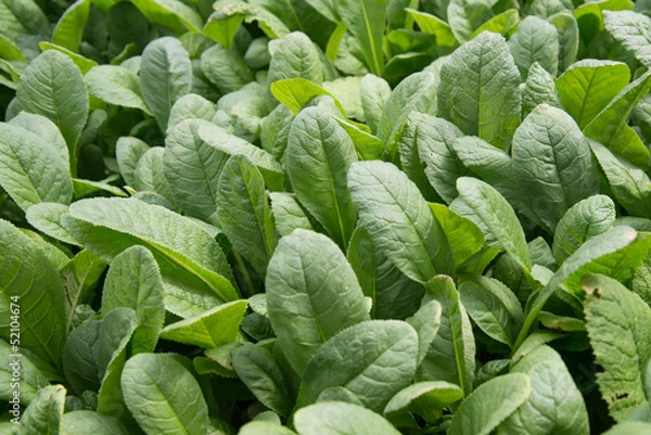 Fototapeta Array of Begonia Plants