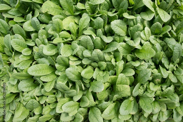 Fototapeta Array of Begonia Plants