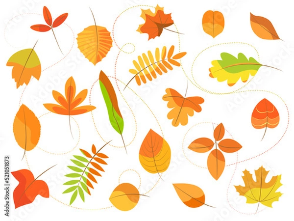 Obraz autumn set of 20 leaves of different tree species, yellow, red, orange, isolated on white background, decorative elements