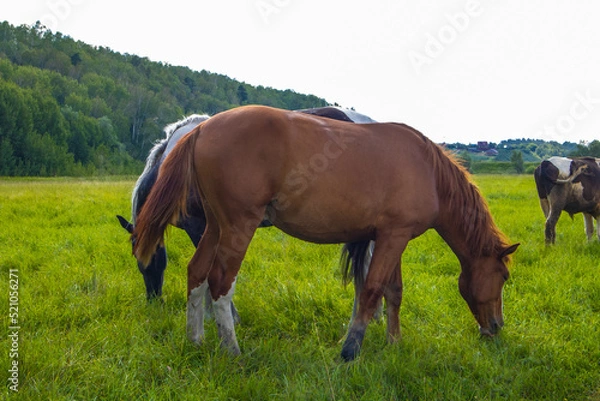 Obraz A horse eats grass in a meadow in summer among the trees.