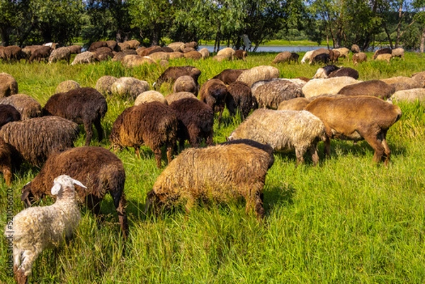 Fototapeta Goats and sheep eat grass in a meadow in summer next to a pond and trees.