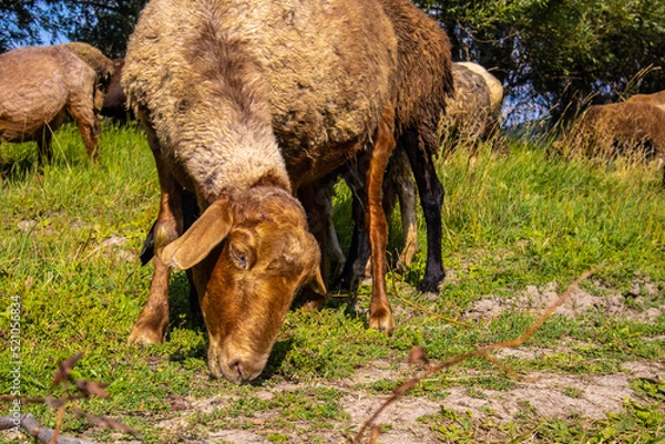 Fototapeta Goats and sheep eat grass in a meadow in summer next to a pond and trees.
