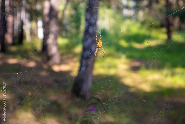 Obraz A spider on a web in the forest in summer